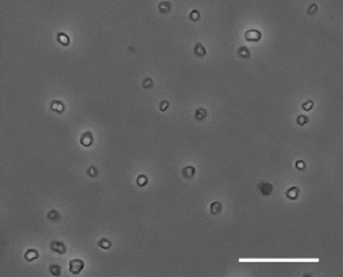 Methanococcus jannaschii